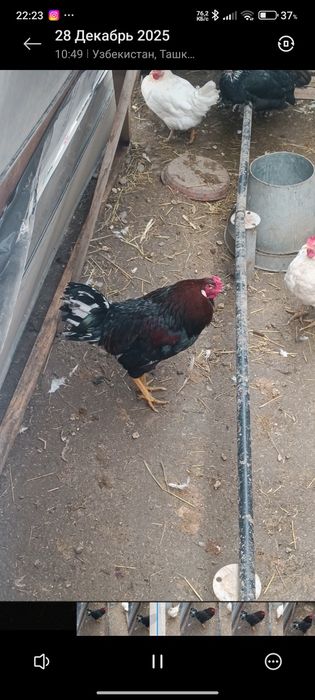 Продаю петуха , хозяина двора есть и другие породы