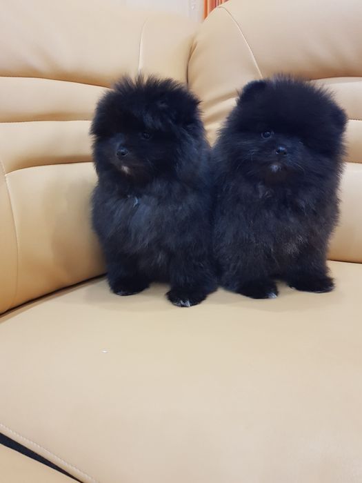 Померан померани Гр. София