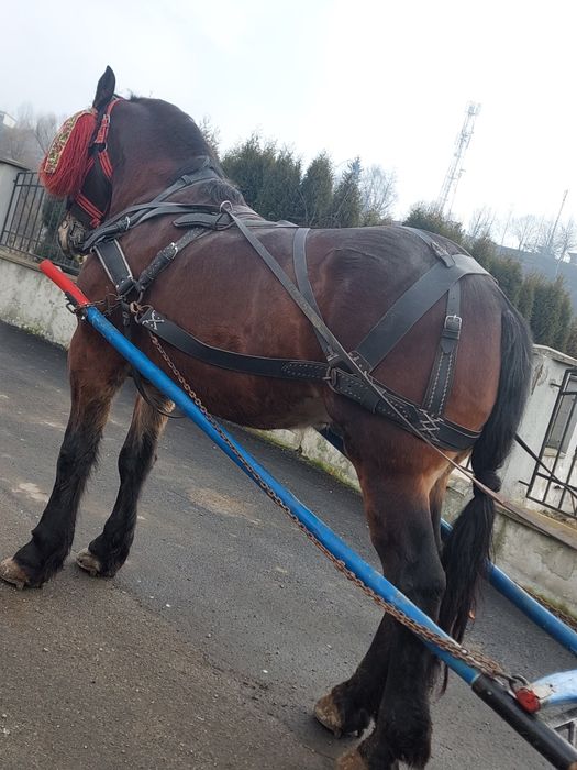 Vând cal de 4 pe 5 ani 1.75 la greabăn