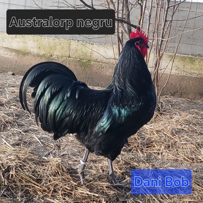 Puișori de găina rasa Australorp