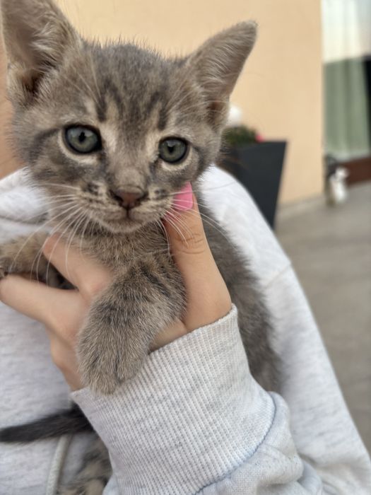puiuti pentru adoptie
