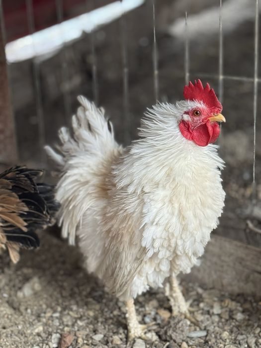 Ouă incubat gaini frezate.