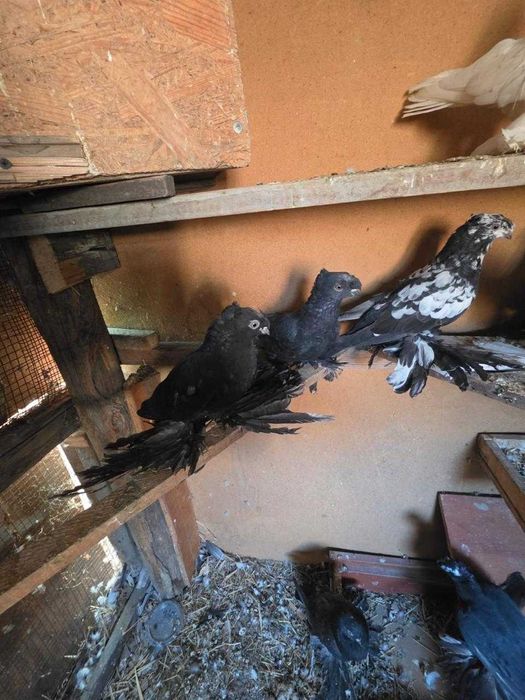 Голуби хорошее качество!