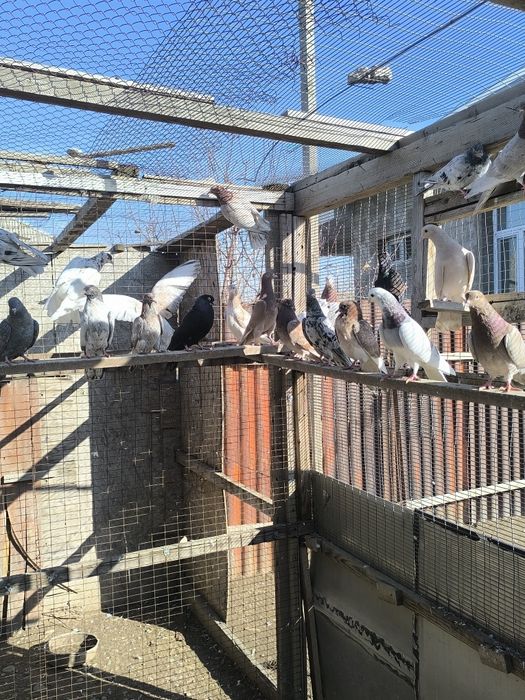 Продаются голуби