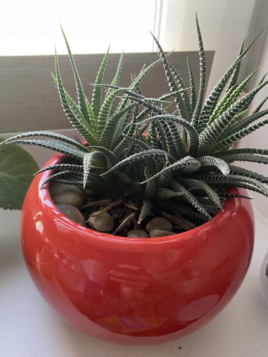 Продам комнатный цветок