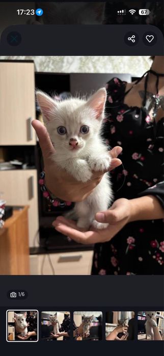 Котята мама сиамка