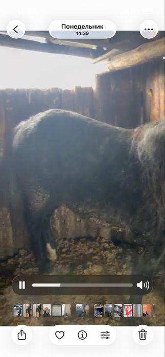 Продам кобылу 5 лет на мясо