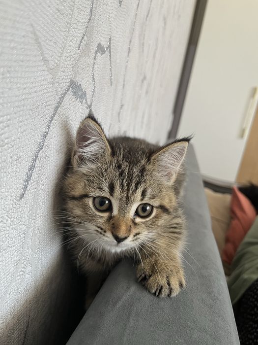 Отдам в добрые руки котенка девочка