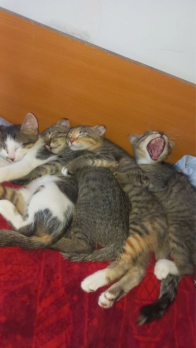 Котята в хорошие руки