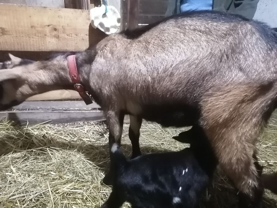 Capre alpine franceze