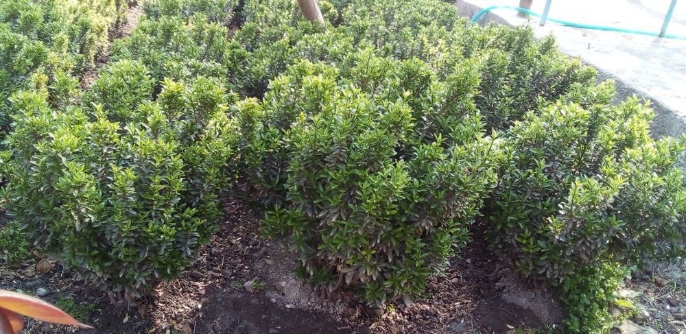 Шамшод гуллар 2 хил турда