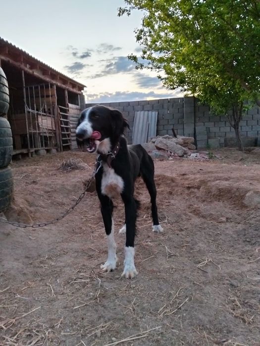 Тазы ит бір жас сатылады