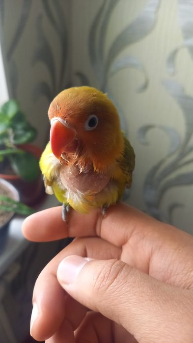 ручной папугай сотилади