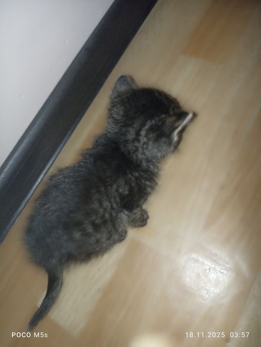 котик (100% мальчик;)