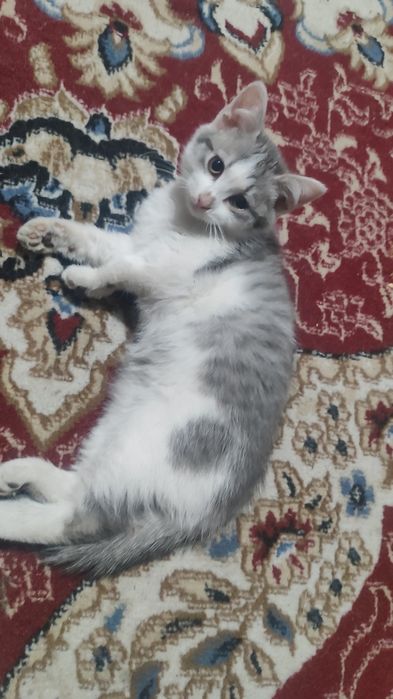 Отдам котят (мальчики)