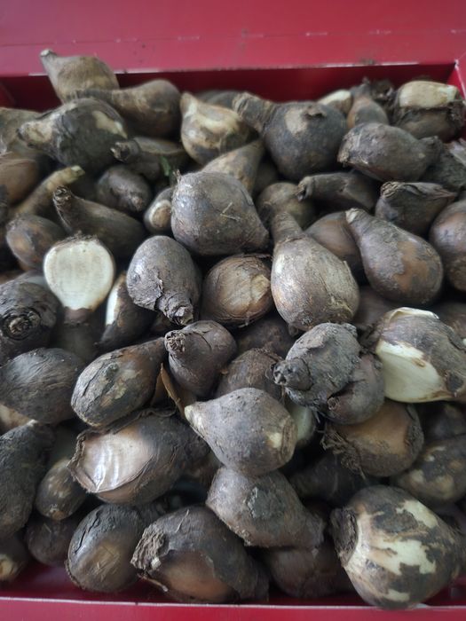 Момина сълза,Кокичета,Градинска маргарита