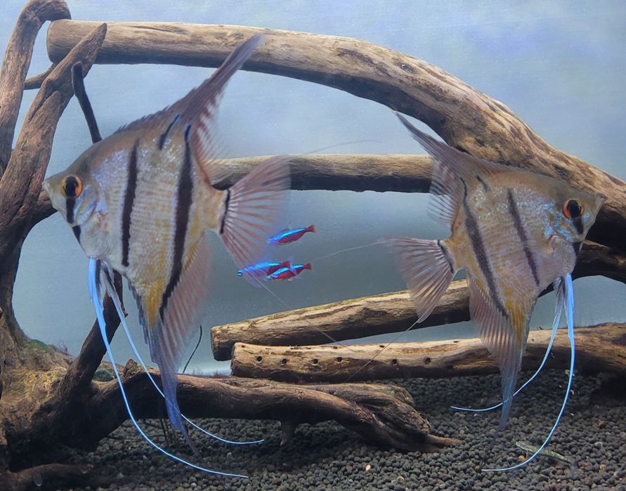 Rio Nanay Angelfish малки