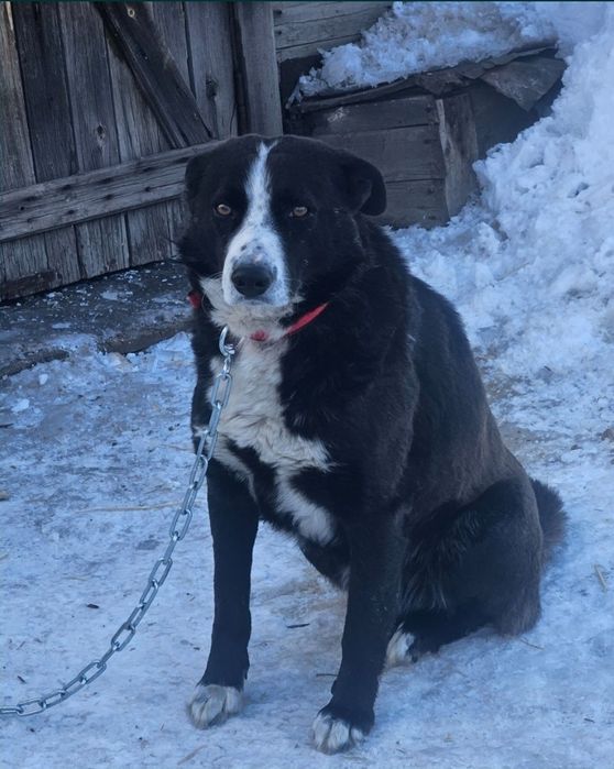 Отдам собакув добрые руки