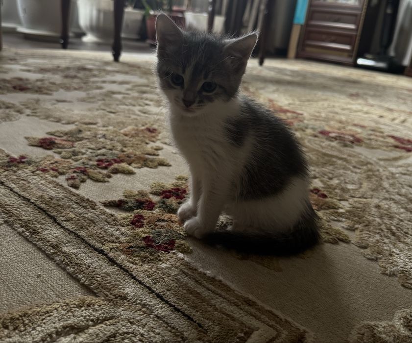 Отдам котят в добрые руки