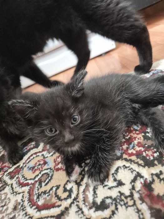 Котёнок маленькие