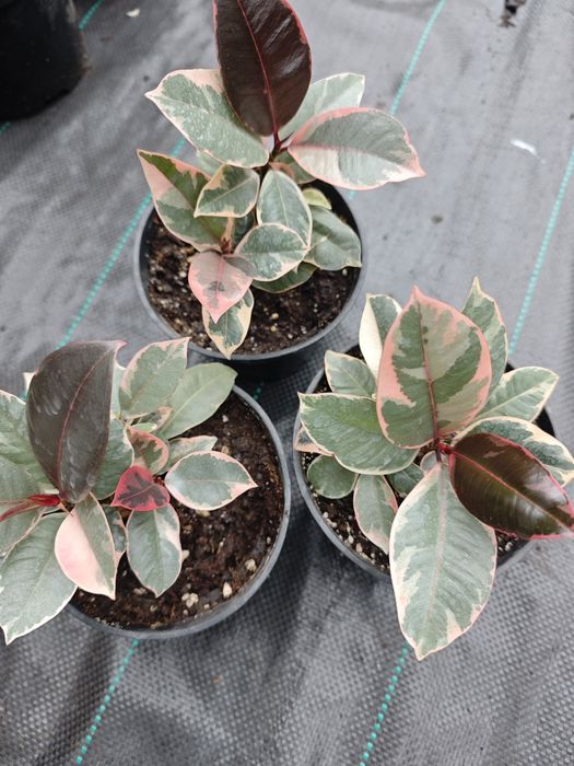 Фикус,сорт Белиз