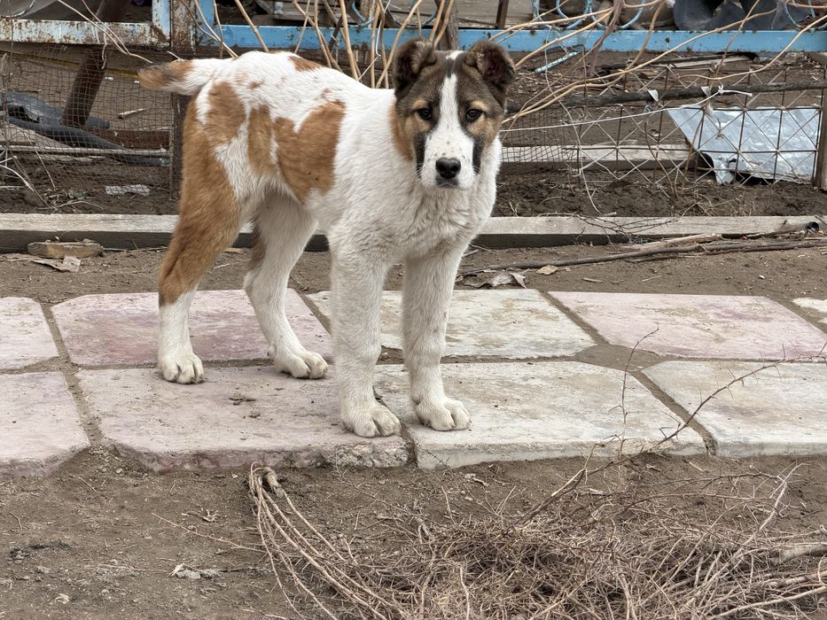 Қазақ төбет күшігі сатылады!!!