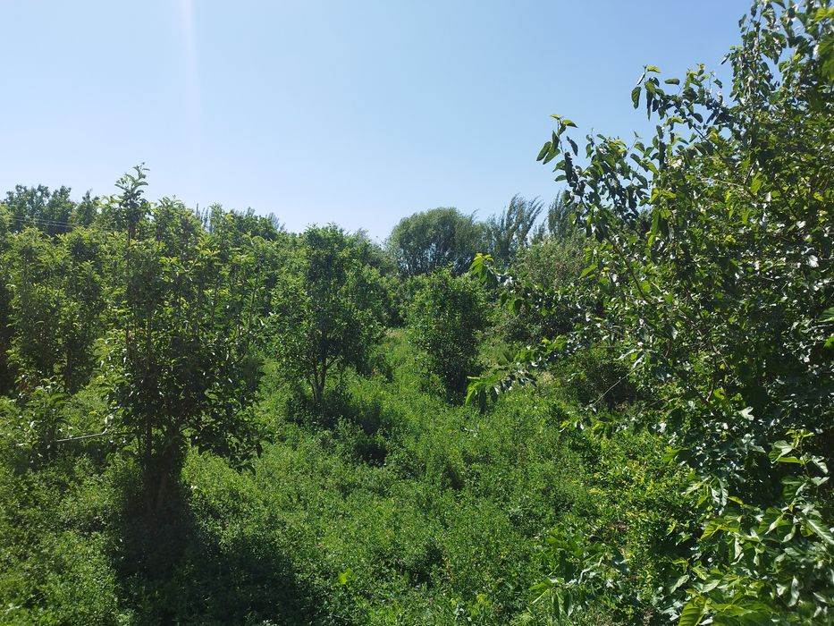 Срооочна ховли сотилади