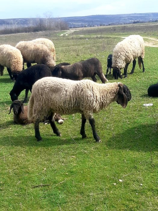 Miei de vanzare pentru mai multe detalii la telefon la telefon