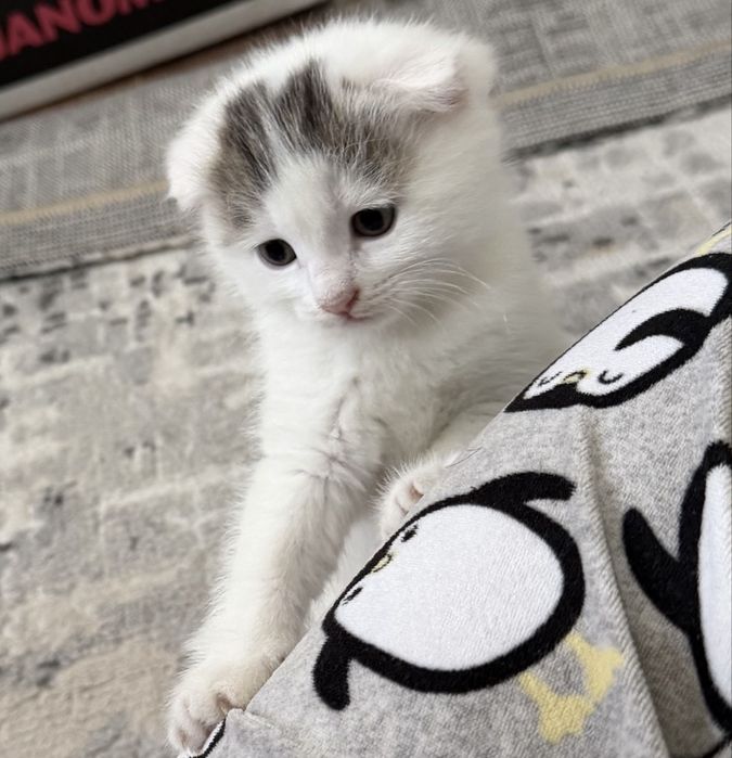 Вислоухие котятя