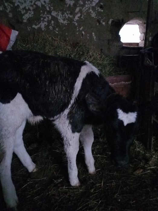 Продавам мъжко теле новородено