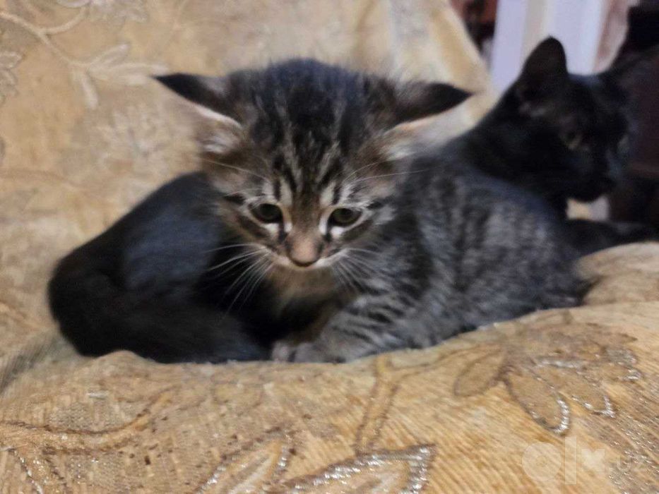 Отдам в добрые руки котёнка