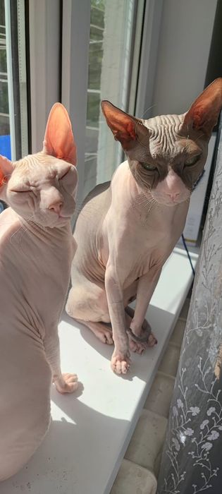 Малыши донского сфинкса