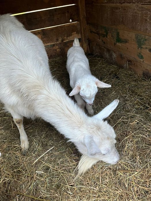 Vând capră bună de lapte cu doi iezi