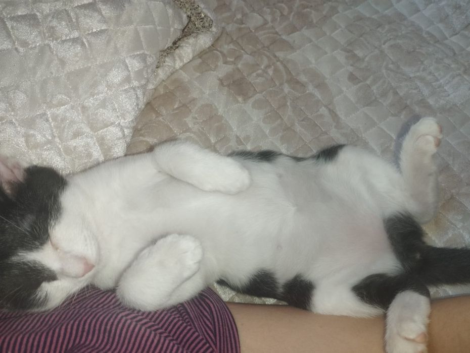 Отдам котёнка в добрые руки!