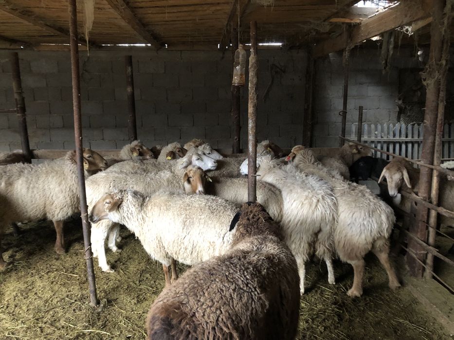 Бараны стояли на откорме