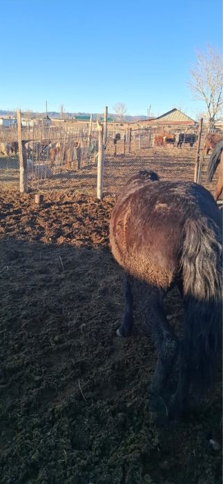 Откорм 5 бас 2 жасар