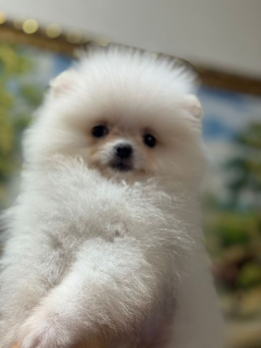 Шпицы мальчики и девочки