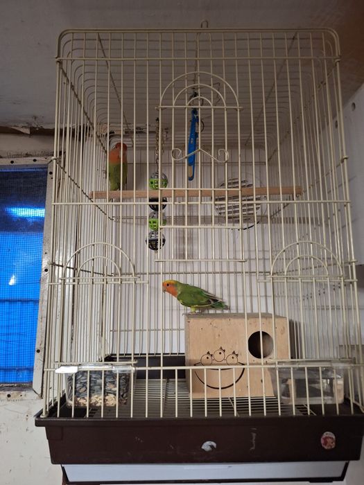 Pereche papagali Agapornis + colivie și cuib.