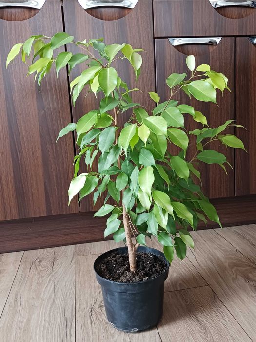 Фикус Бенджамин - стайно растениe