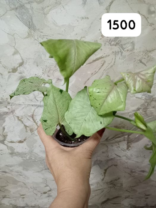 Продам сингониумы