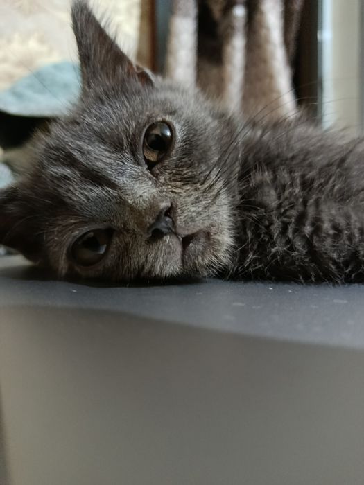 British shorthair. Zotdor mushuk sotiladi