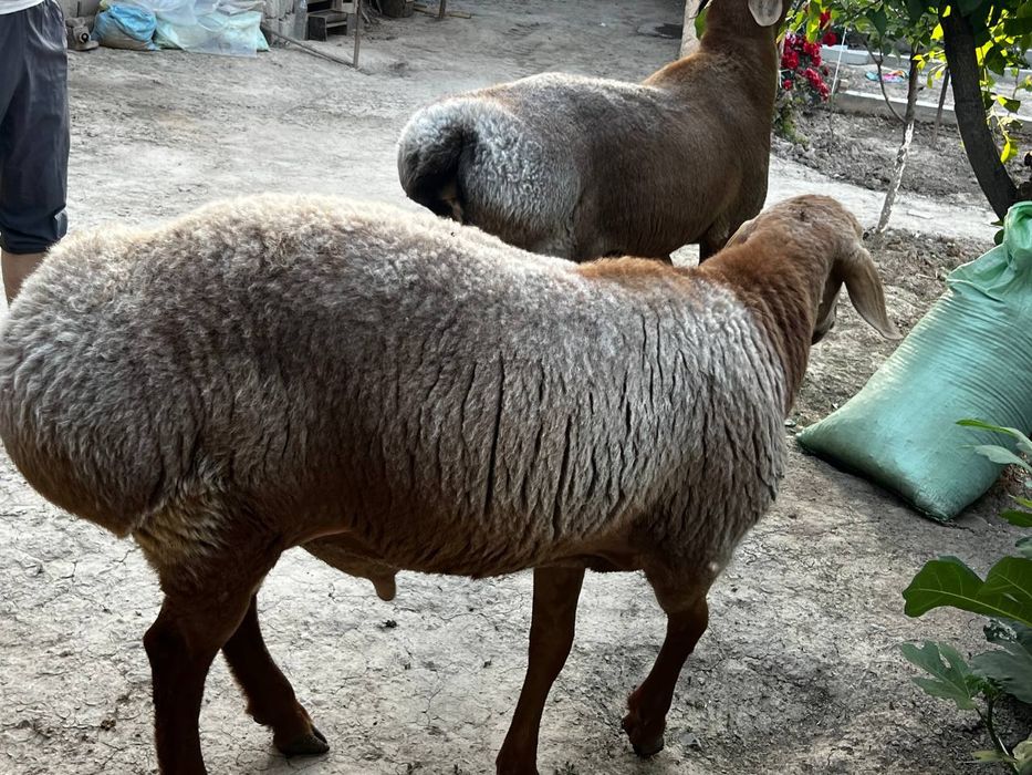 Акака  ва бошка маросимлар кучун куелар