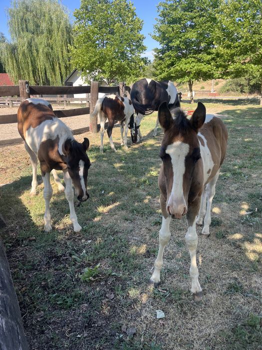 Vand mânji painthorse diferite varste , iepe si armasar.