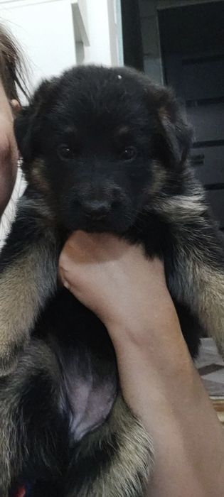 Девочка немецкой овчарки хороших кровей