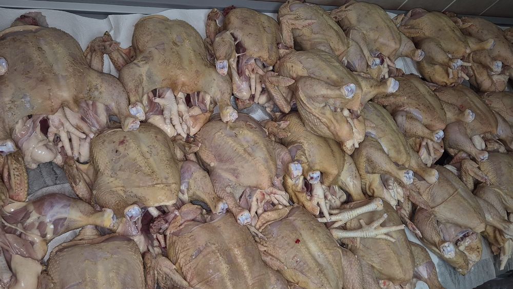 Pasari de curte disponibile,în viu și taiate