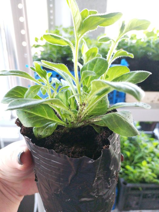 Петуния ампельная