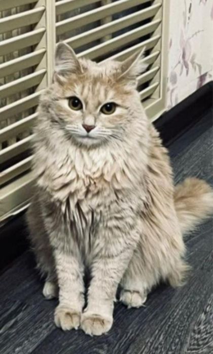 Отдам кошку в добрые руки