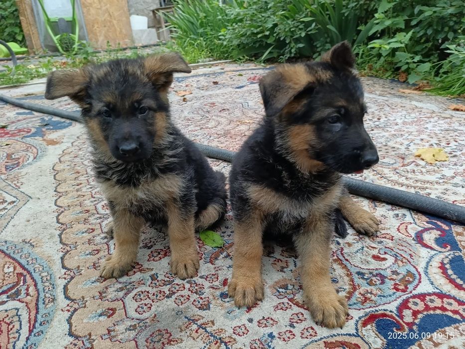 Продаются щенки немецкой овчарки с родословной