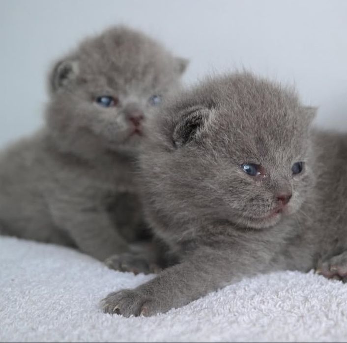 Британские котята
