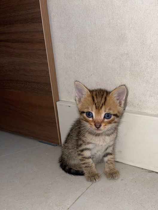 Продам котят , все мальчики